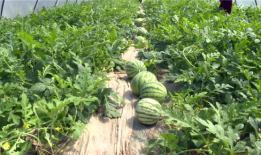 辽源吃瓜爆料视频最新,揭秘最新视频背后的惊人真相